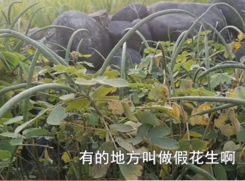 这种野草长得像绿豆,人称狗屎豆,是民间是一种草药