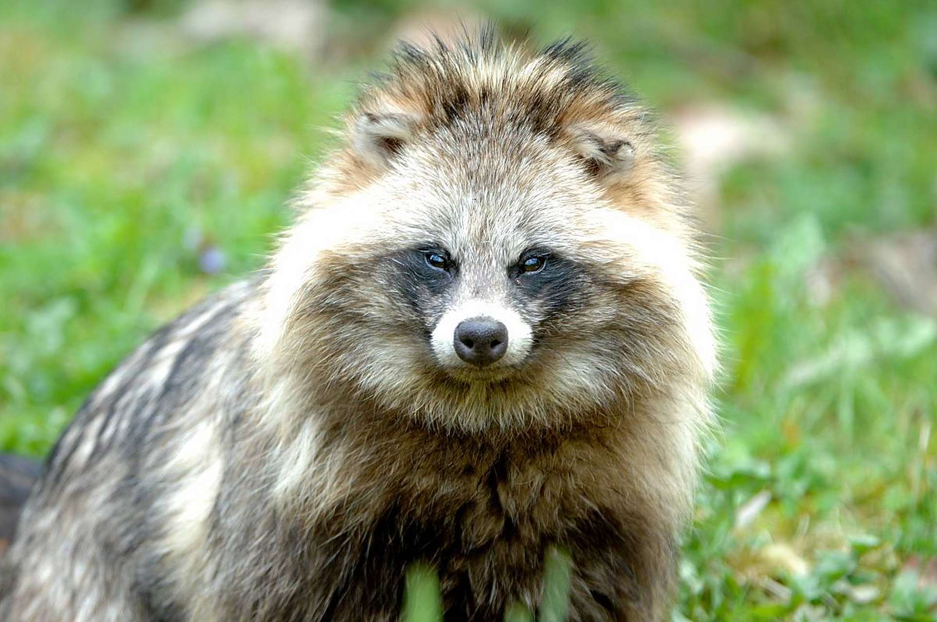 貉,这个神秘而迷人的动物,以其独特的外貌和习性吸引了无数人的目光