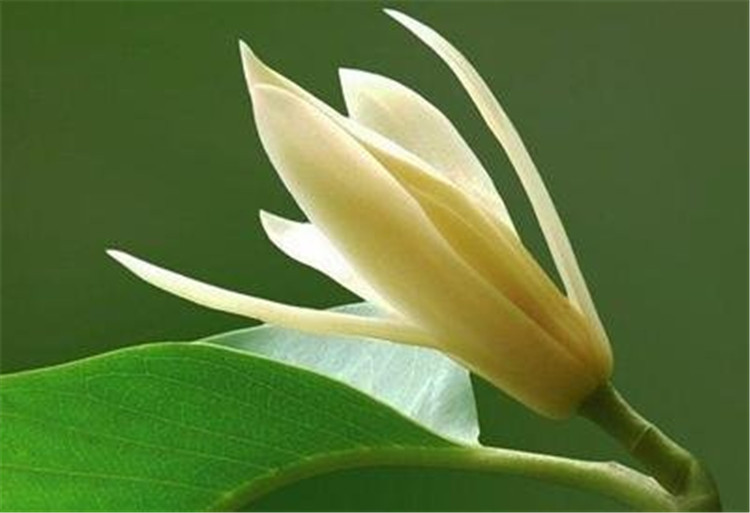 黄果兰花的香味很浓郁,当你路过的时候会闻到一股香味迎面而来