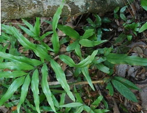 竹叶蕨你真的了解吗?竹叶蕨知识科普