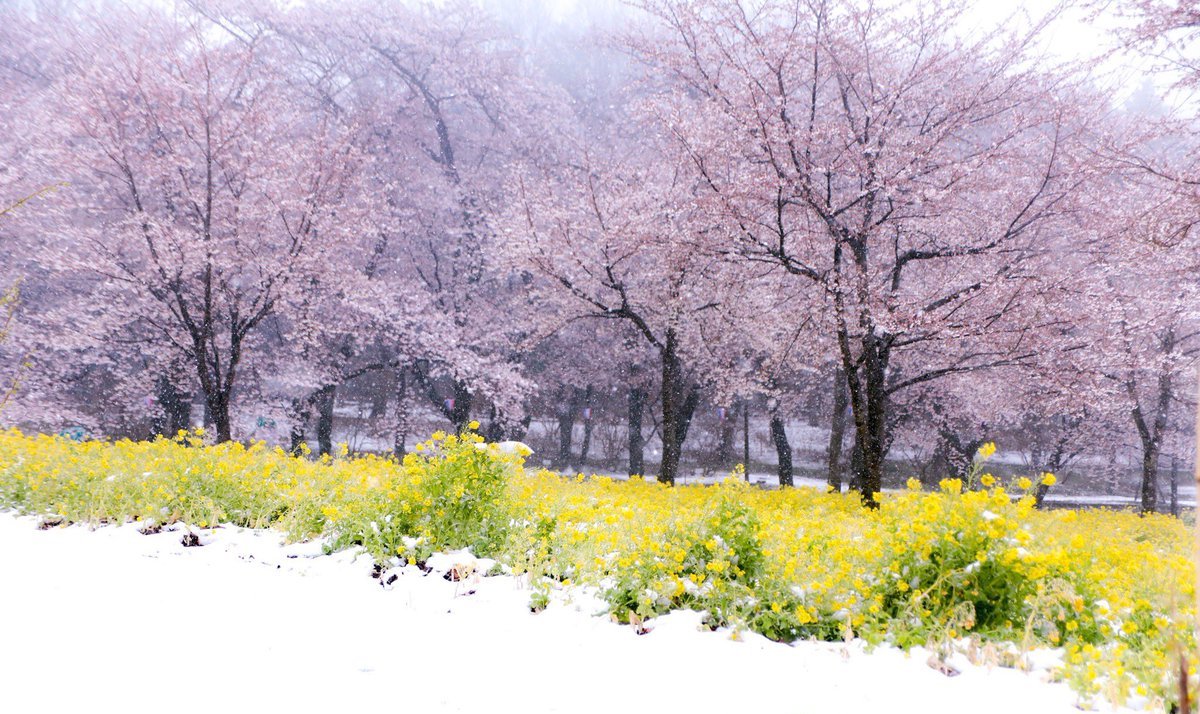 日本赤城南面千本櫻雪景 转载自百家号作者:冰影摄界