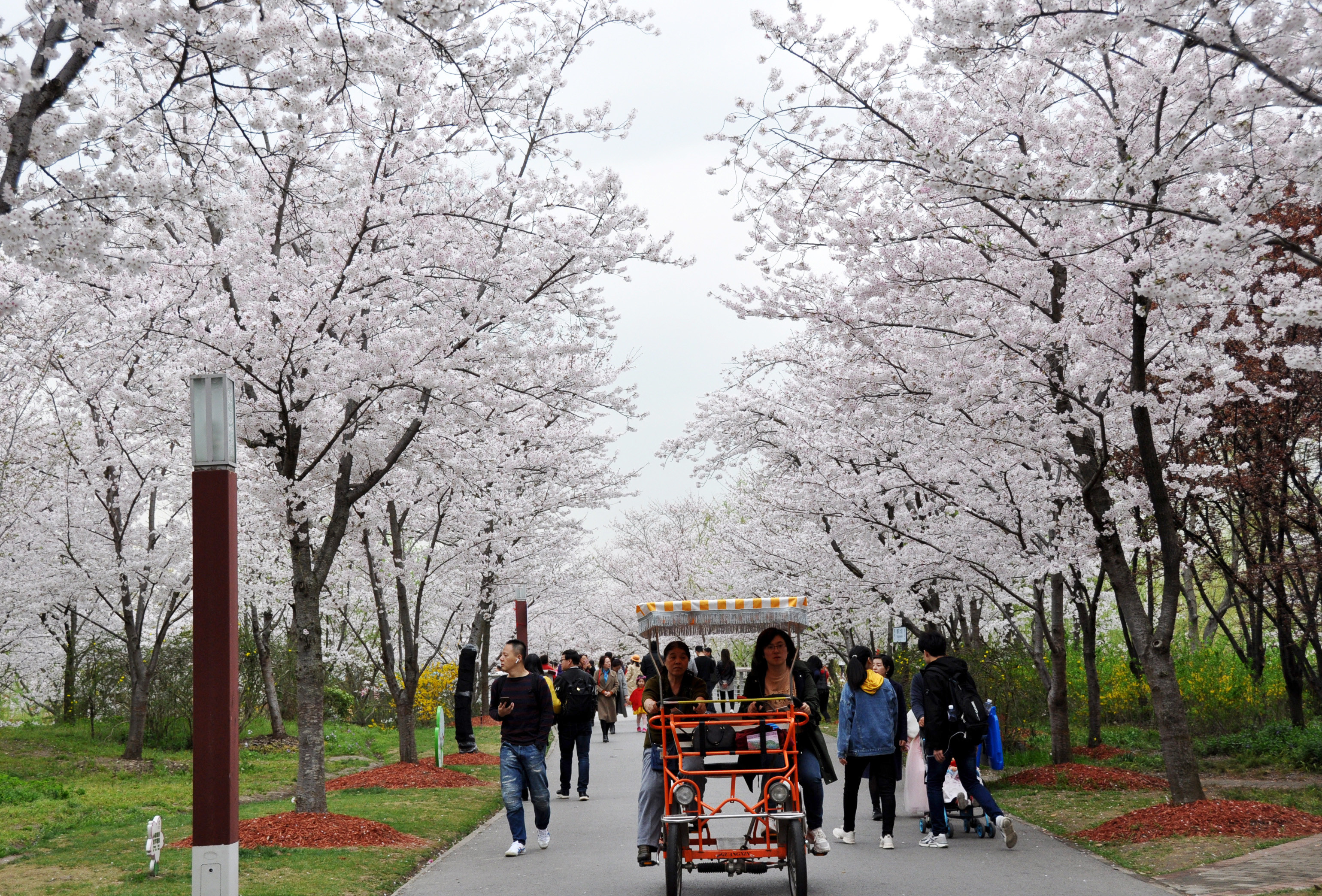 街子古镇樱花公园图片