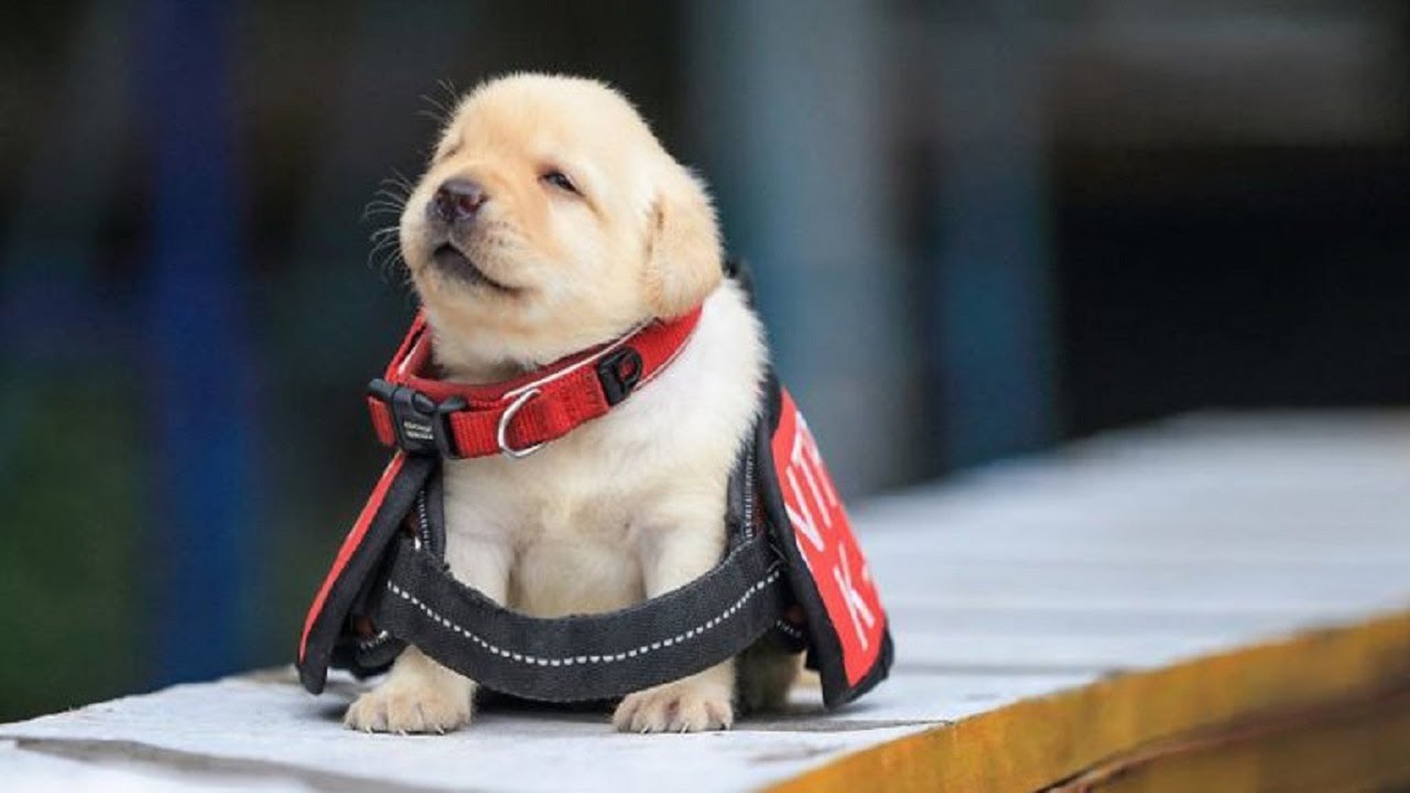 预备警犬太活泼,不想工作只想玩,政府一挥手:谁要养,领回家吧