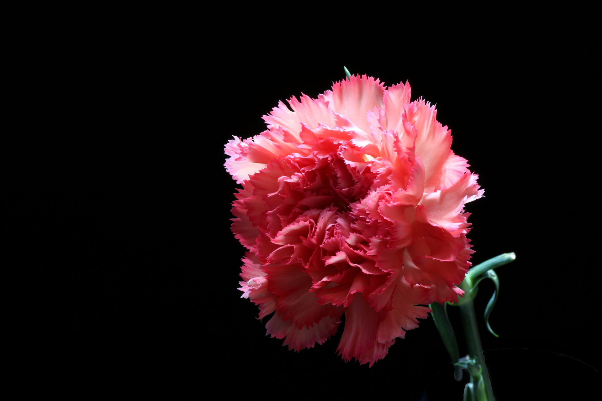 漂亮好看的观赏花卉,康乃馨的简介,浅谈康乃馨的培育