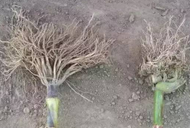 玉米根系在土壤中的空间分布以及轴根与侧根及根系的关系