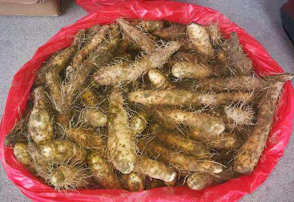 百度爱采购首页 商品专题_山药而且一亩地姜薯可以产3000-3500斤左右