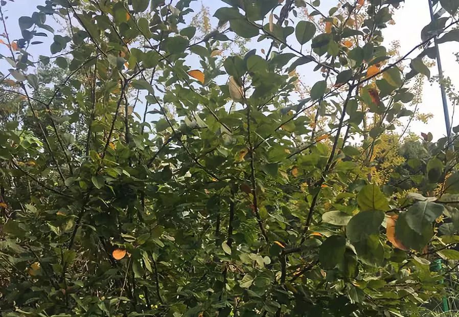 立冬了,上海各大公园赏景有看头