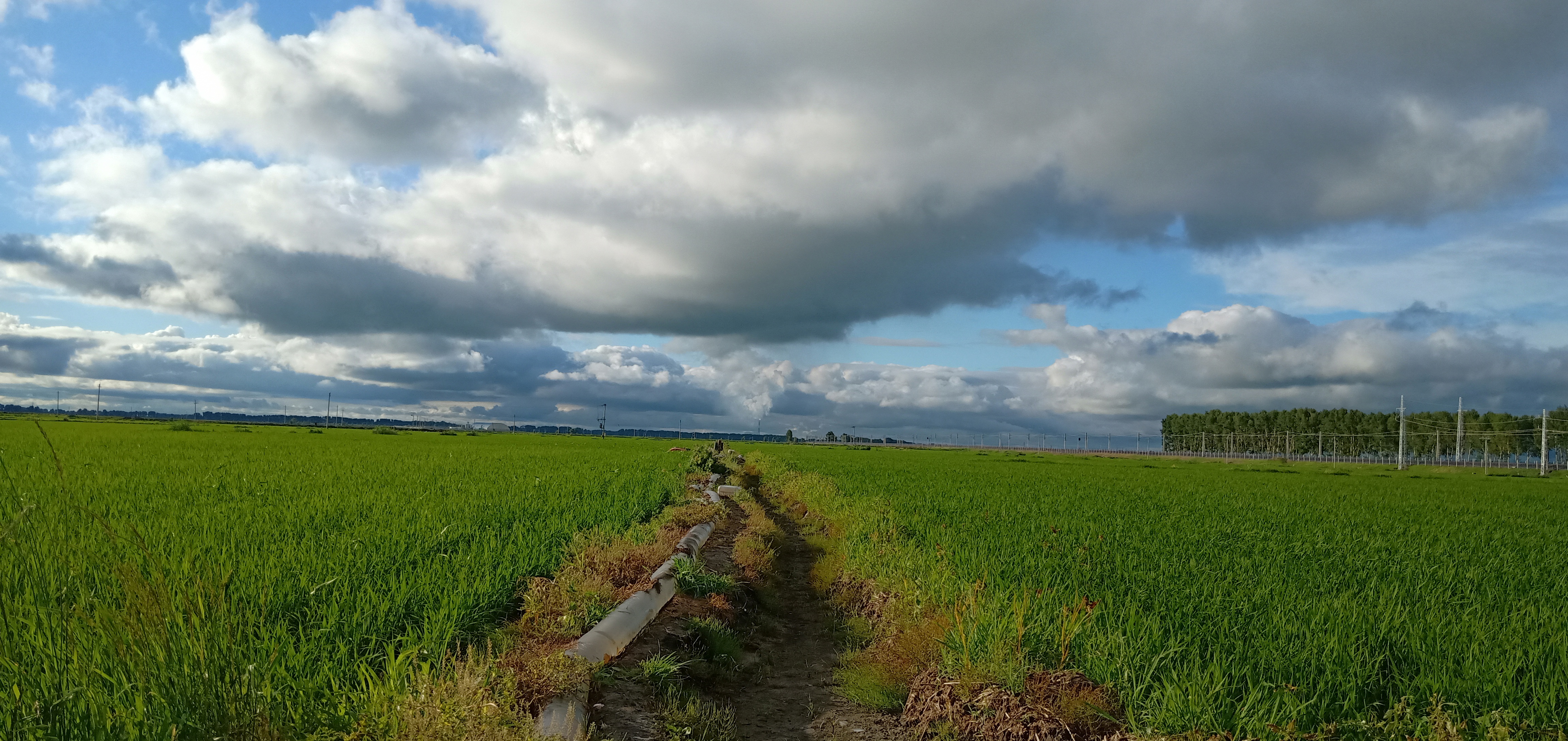 水稻田不让烧荒,对于田埂上一米高的杂草咋整?老农,说了2个办法