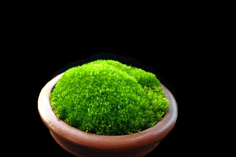 短绒藓做微盆景漂亮美观但是易发黄,短绒藓怎样养得青翠欲滴