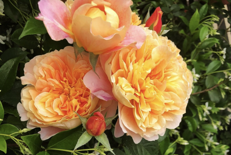 冬天的月季光秃秃的,又丑又张狂?拿起剪刀咔嚓两下春天开爆花