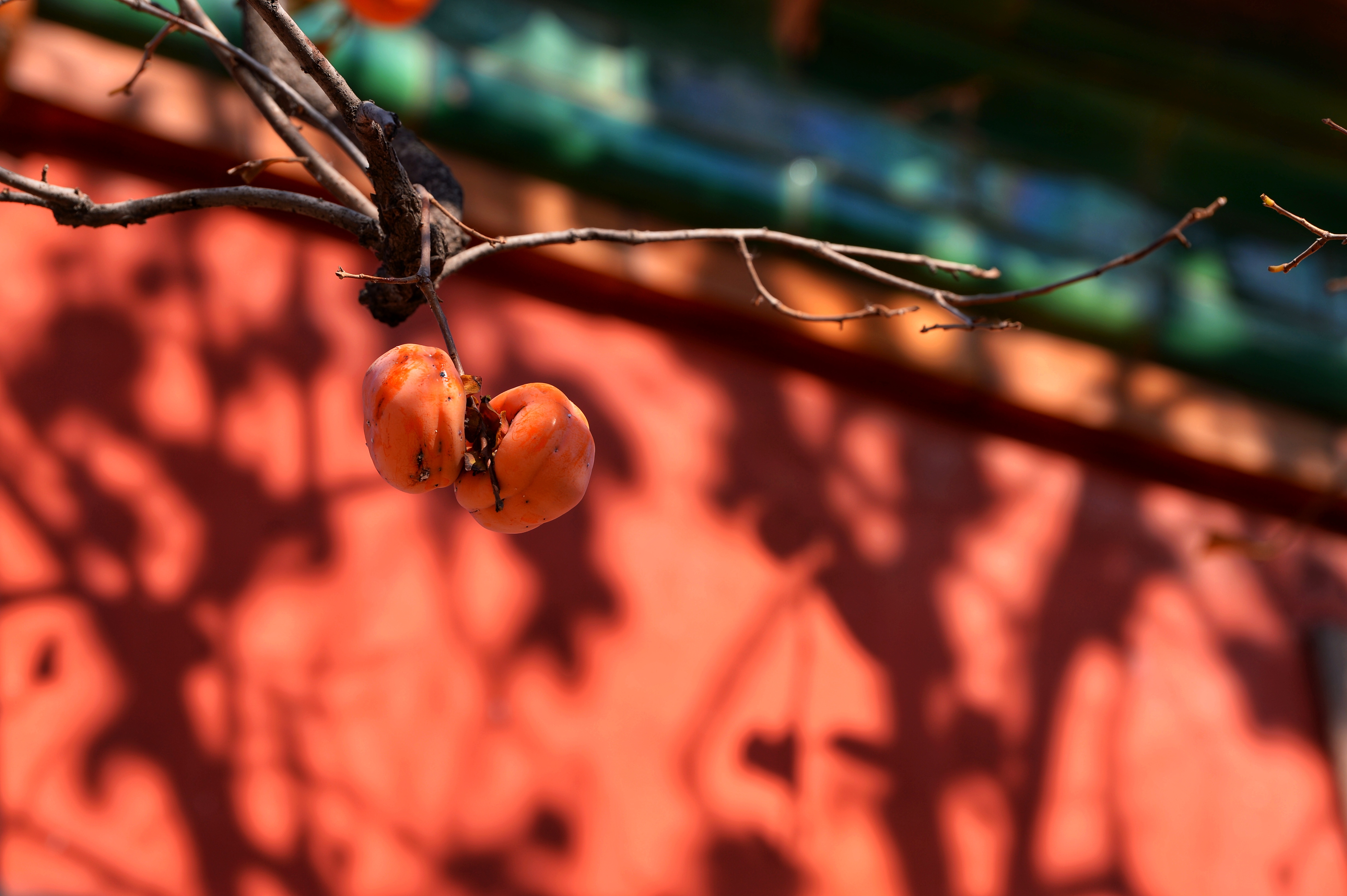 北京故宫里的柿子熟了,红墙黄瓦相衬得美轮美奂