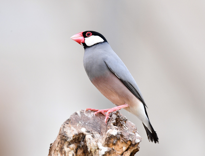 灰文鸟羽色与嘴,眼,腿配全恰到好处