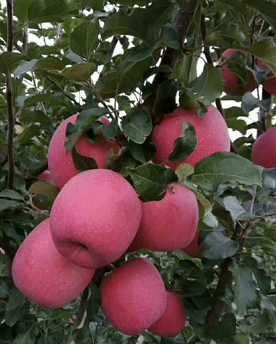 一个偏远贫困小县城产出中国名果 秦安苹果