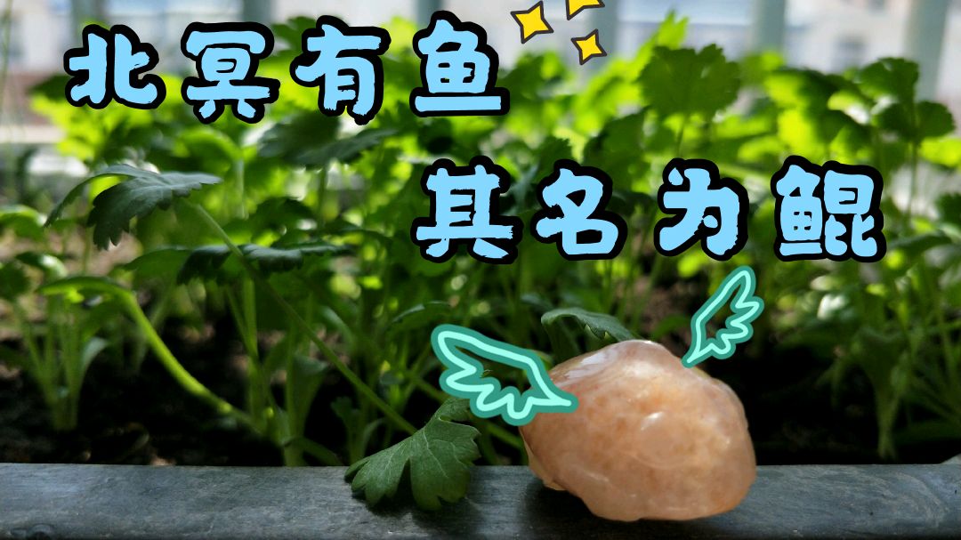 北冥有鱼,其名为鲲,鲲之大一锅炖不下。雕刻一个大鱼海棠的信物