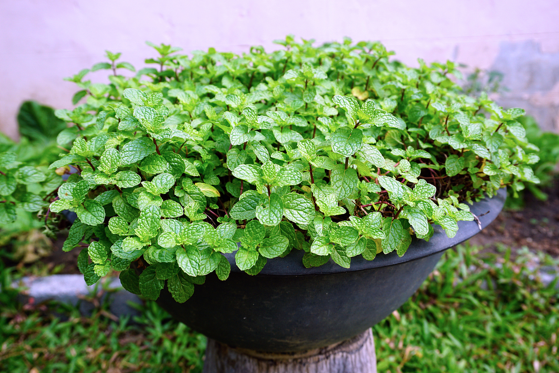 驱蚊草,薄荷和薰衣草都是有效的驱蚊植物,各有特色.选择应根据个人喜