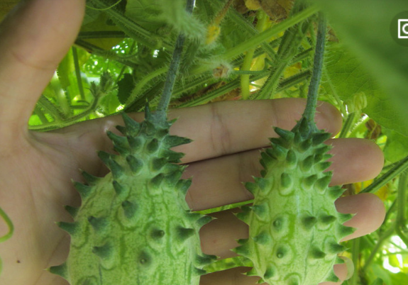 这么丑陋的刺角瓜竟让有这么神奇的功效,是在让人大