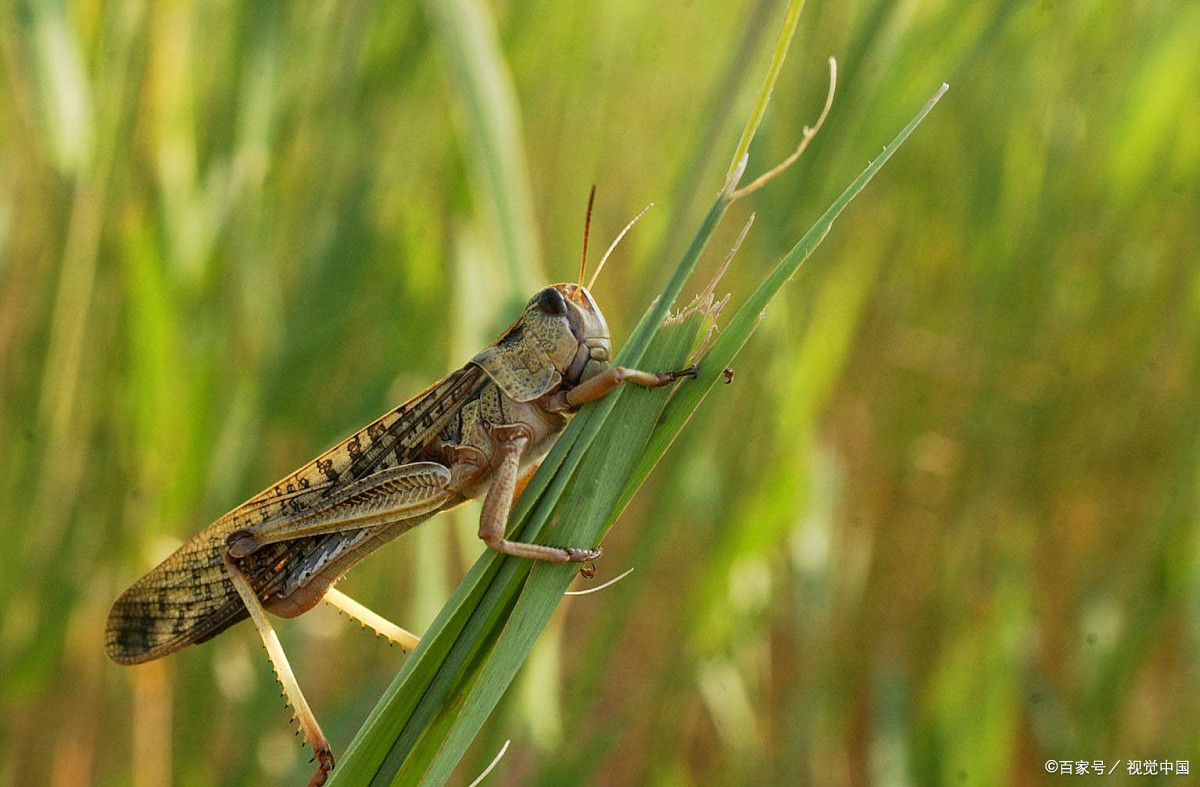 巴基斯坦蝗灾再起,中国正援助灭蝗