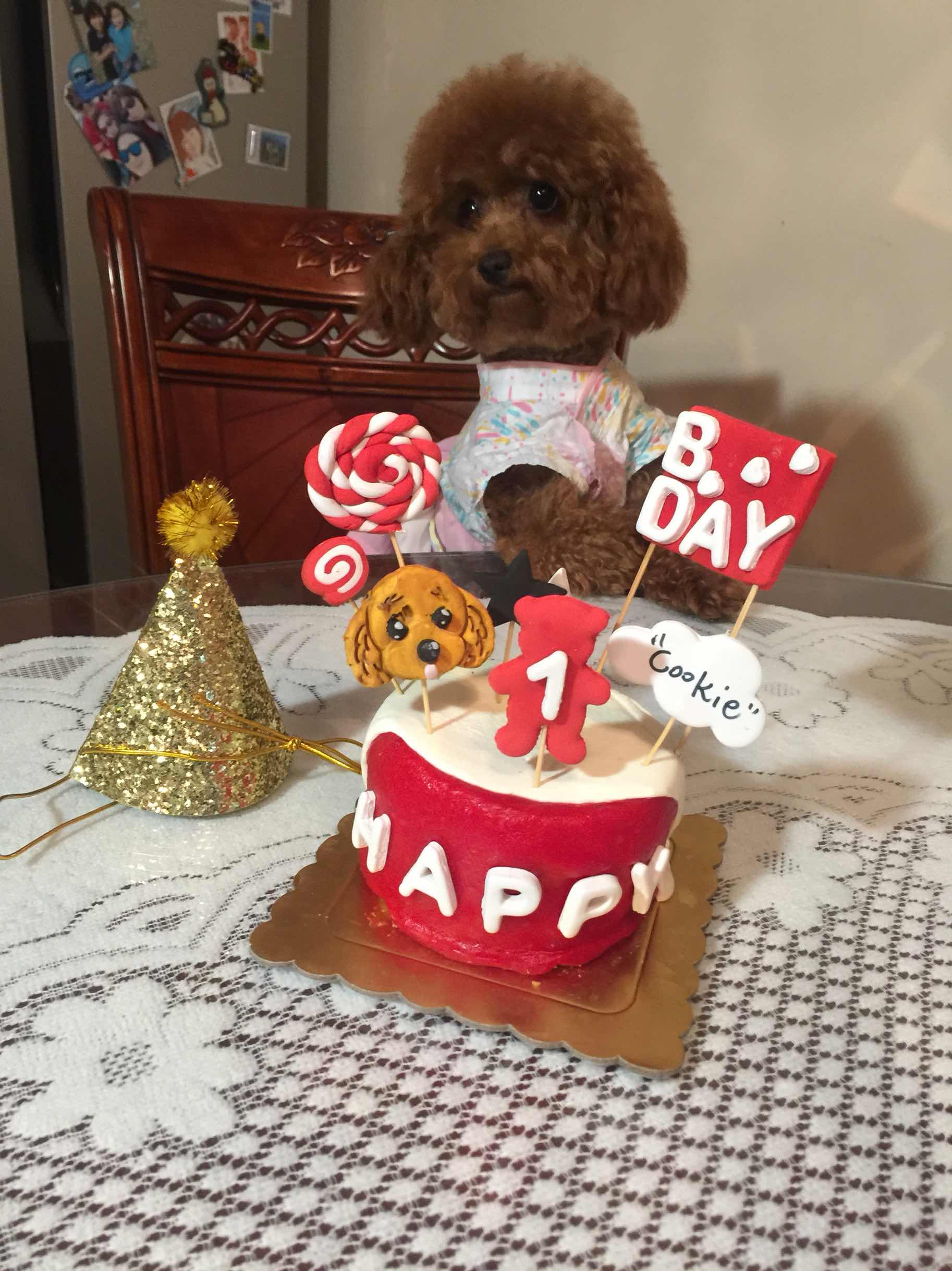 主人为小泰迪过生日,蛋糕看起来很是诱人,让人羡慕不已