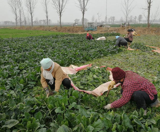 80亩菠菜地,一斤1毛钱,长辈们寒风中挖菜,一天最多只挣40元