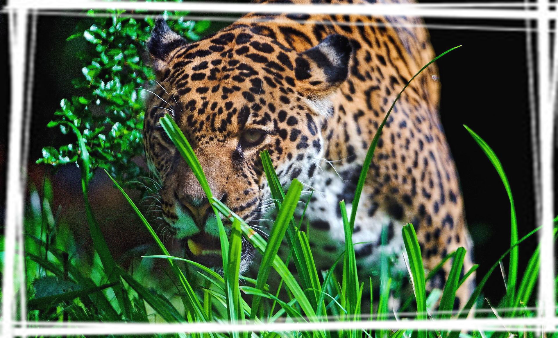 捕猎高手花豹电脑桌面壁纸