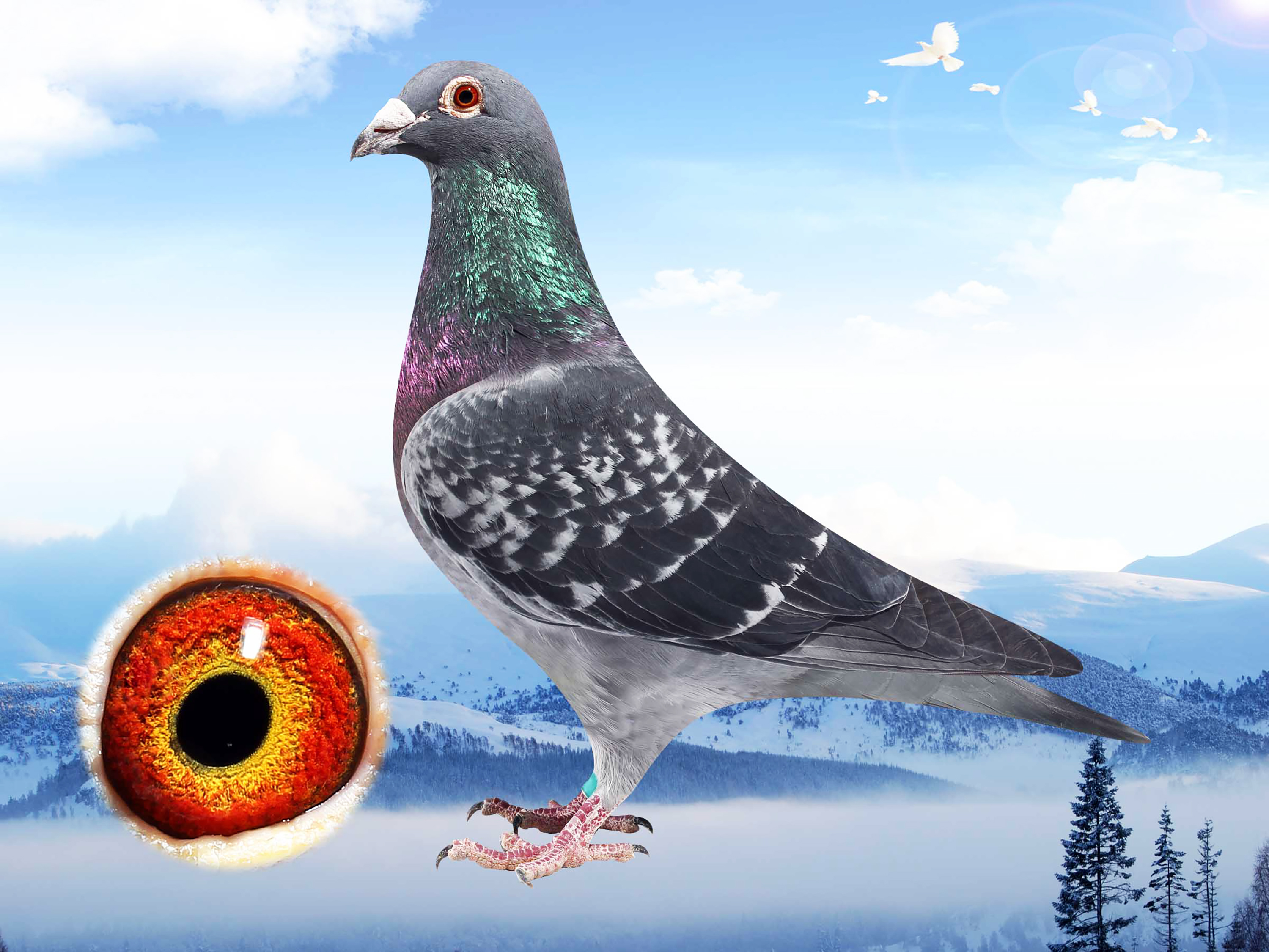 为什么你拍好鸽子回家不出成绩?