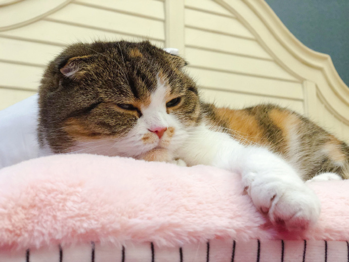 猫咪面对妹子的邀请,羞恼下默默选择双手揣兜