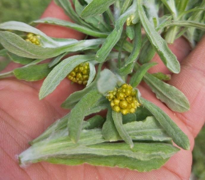 简单易做的养生秋菊草茶