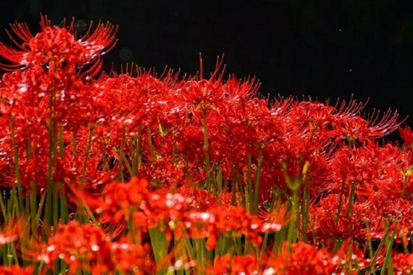 中国"最美"彼岸花海,火红热情,来自"地狱"奇物