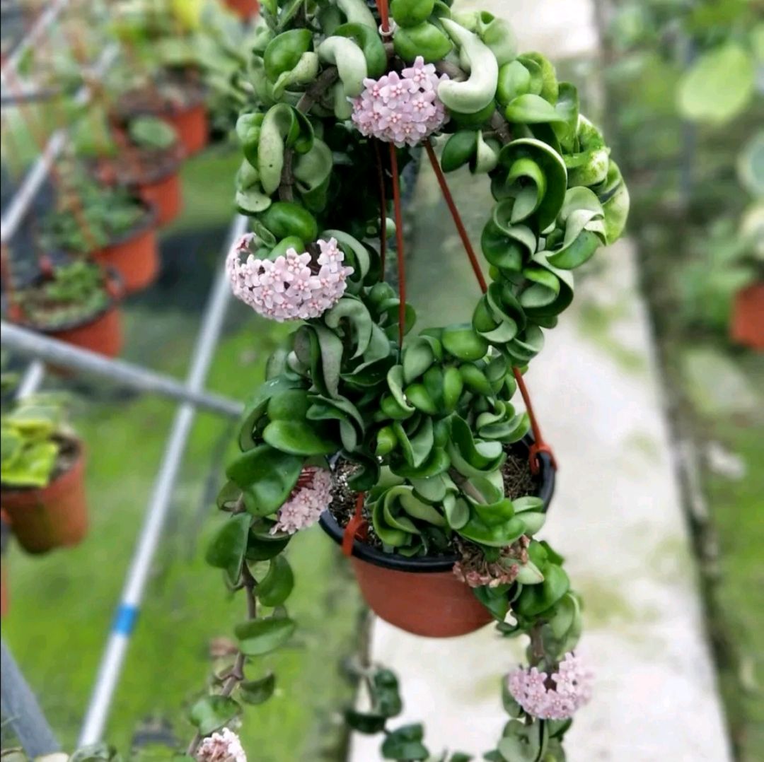 一种可藤可吊的网红花—球兰,如何做让它开花更多