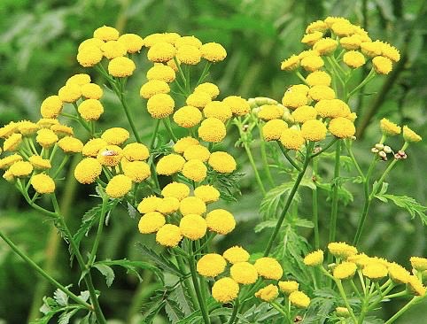 蓝艾菊|让一米阳光穿过我们彼此的心灵