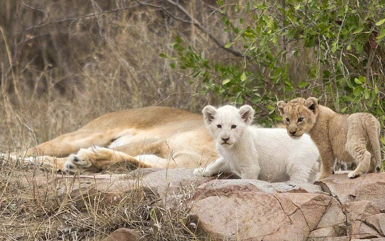 网友分享了一组白狮宝宝的照片,变异狮子难得一见,很可爱了