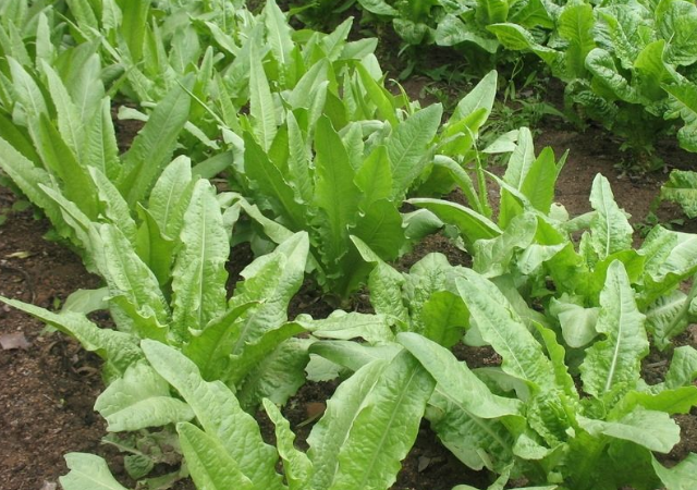 油麦- 热门商品专区