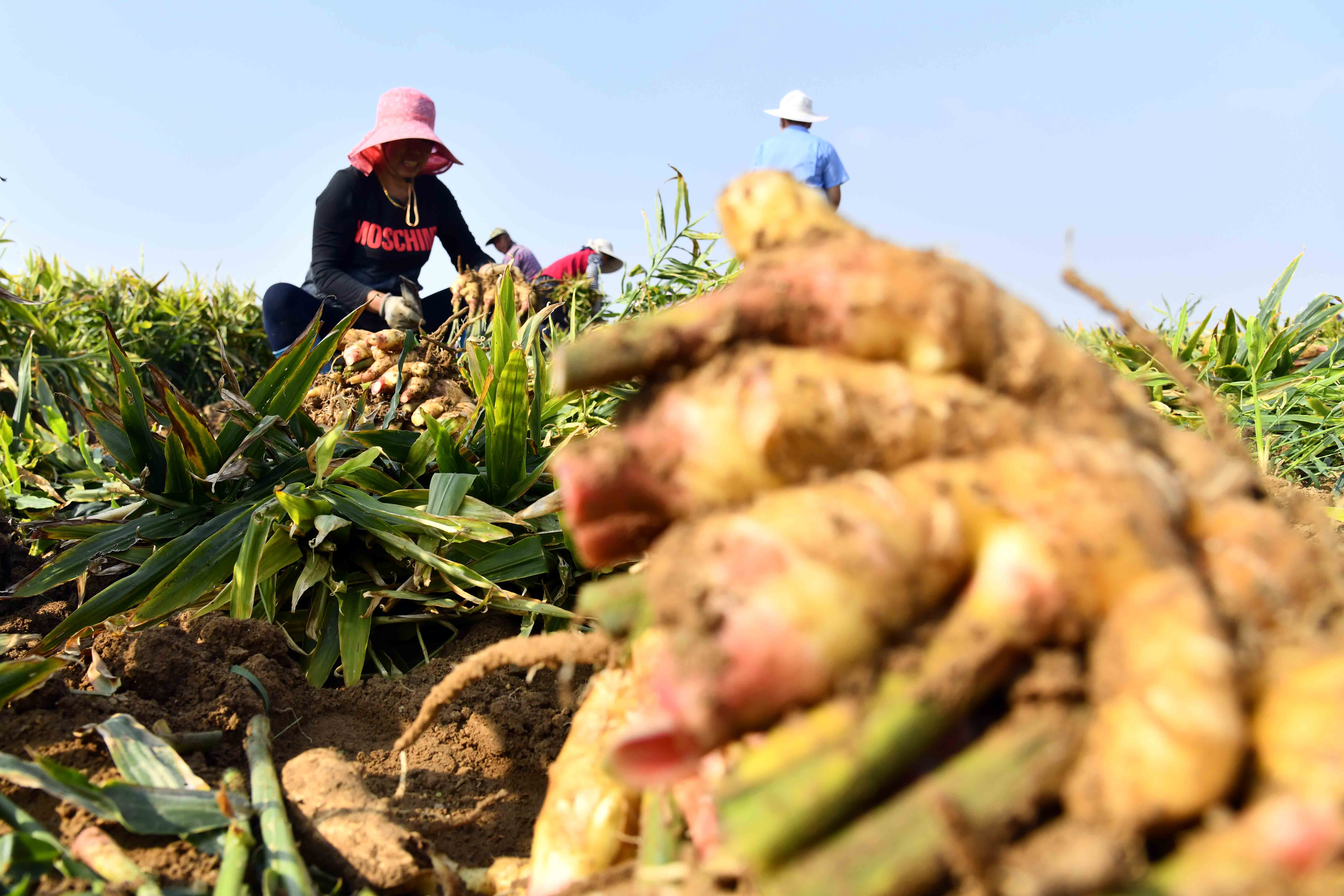 山东乳山:大姜收获忙