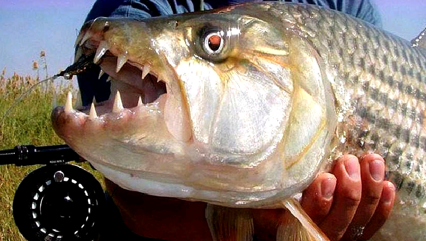 老外将食人鱼饿上10天,结果丢进一条电鳗,结局怎么样了?