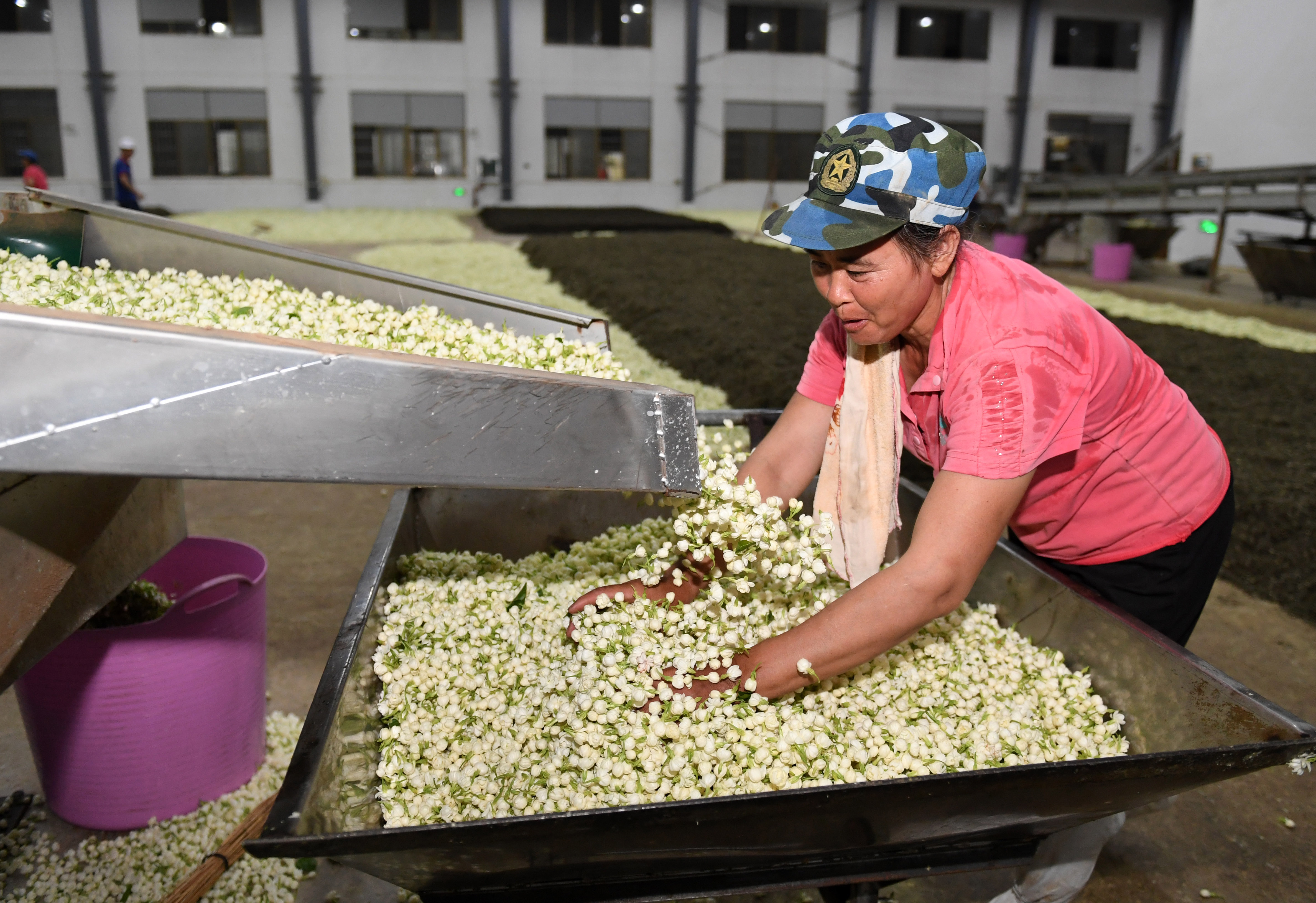 广西横县:茉莉花茶加工忙(2)