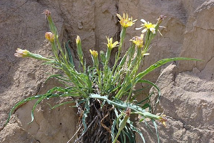 老鸦嘴这种野菜的叶子扁平细长,样子像宽叶苦菜,叶子却蜷曲着边缘