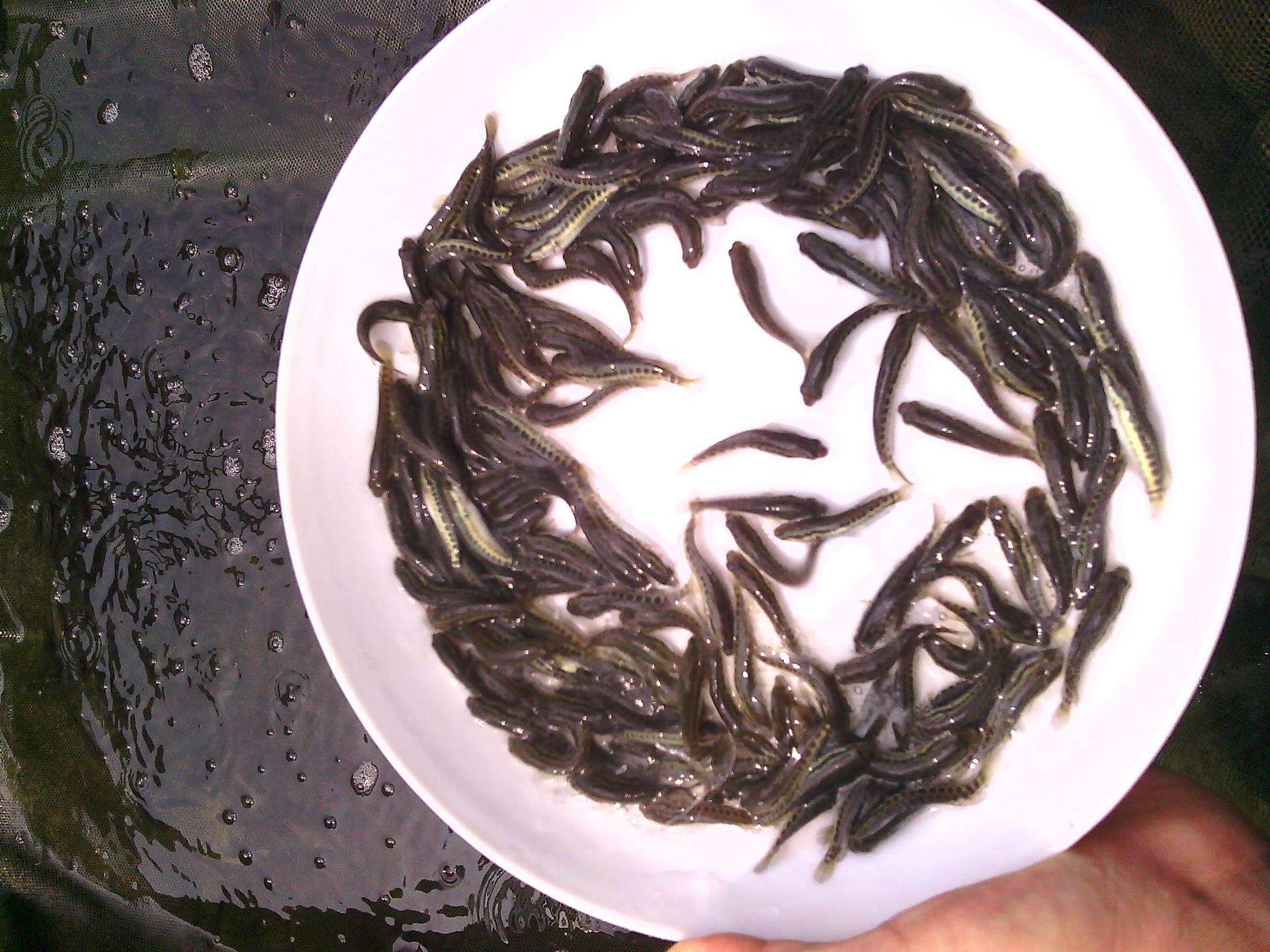 石斑鱼有"海中鲤鱼"美誉,低脂高蛋白,饲养管理有4点!