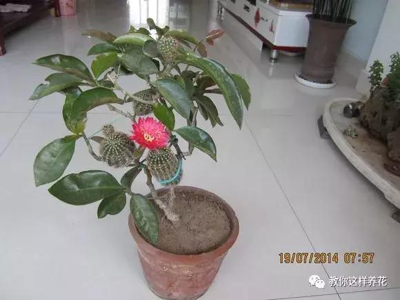 养一棵叶仙,可以嫁接几十种花,嫁接很简单,开花特仙气!