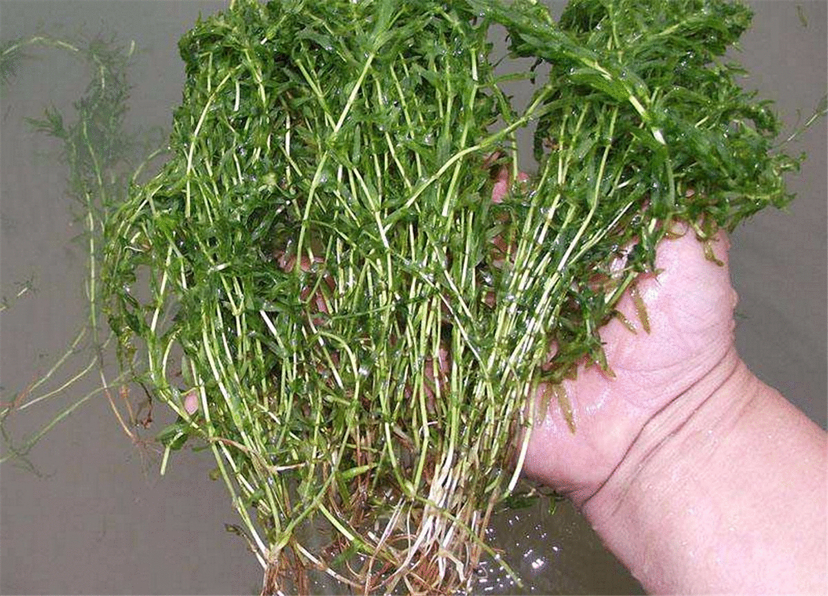 这种草少见且昂贵,农民称它"苦草",一般买不到,可治痰多咳嗽