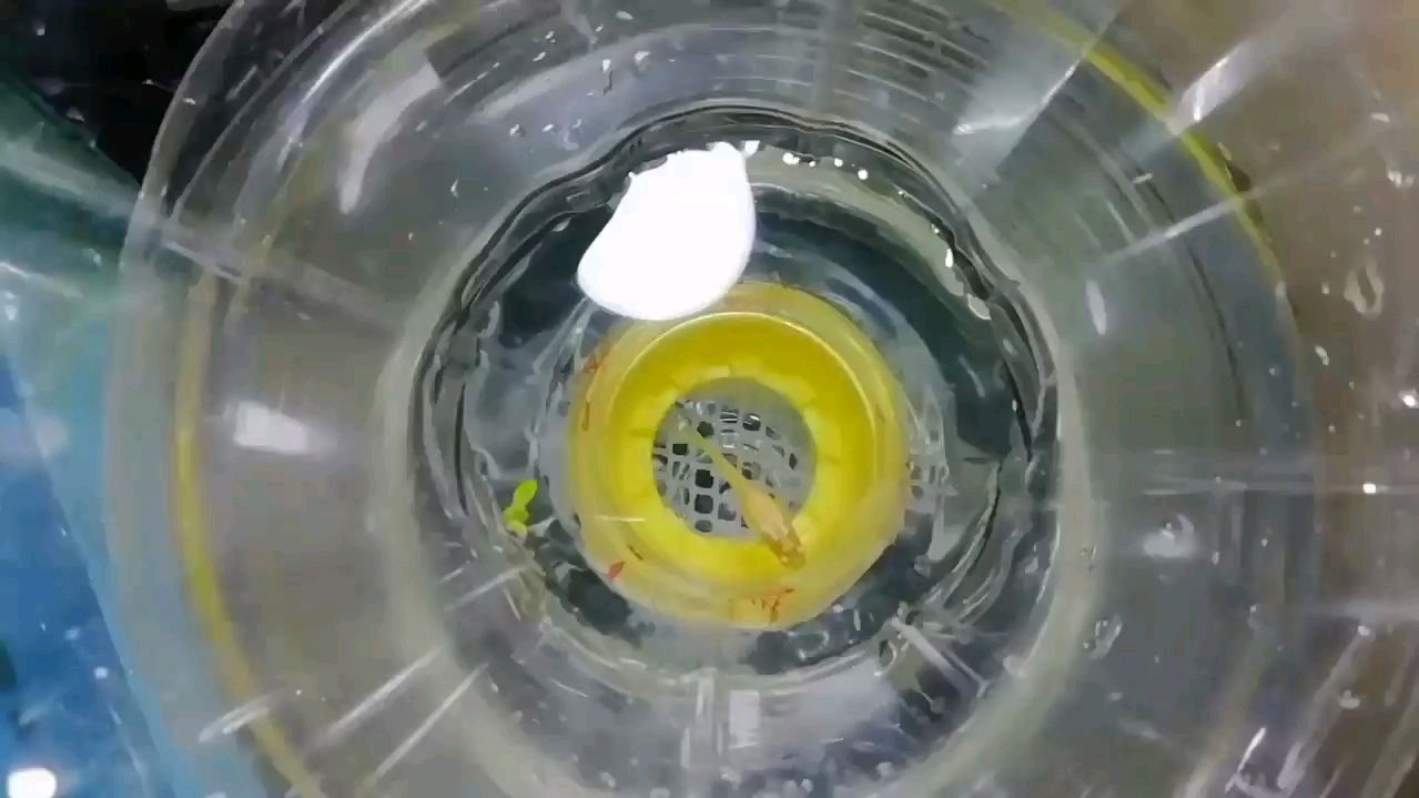 黄金马赛克孔雀鱼母鱼,一口气生下了十二条小鱼!又要买鱼缸了