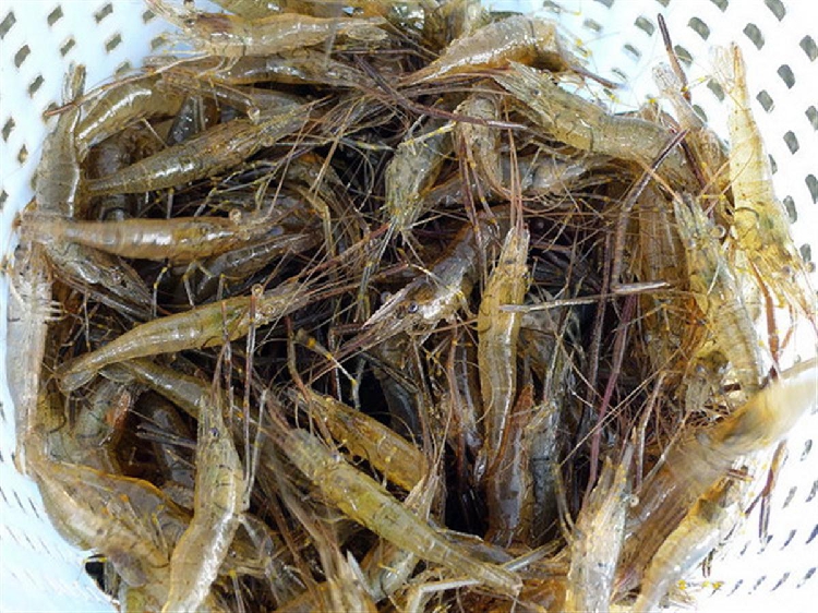 三伏天孩子增高黄金期,多吃这8种"高钙食物",补钙还长高