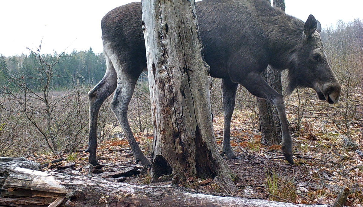百兽都对猞猁大王闻风而逃,唯有这种动物不怕猞猁