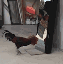 搞笑gif图:看着路边的人自己拐进了沟里,我不厚道地笑