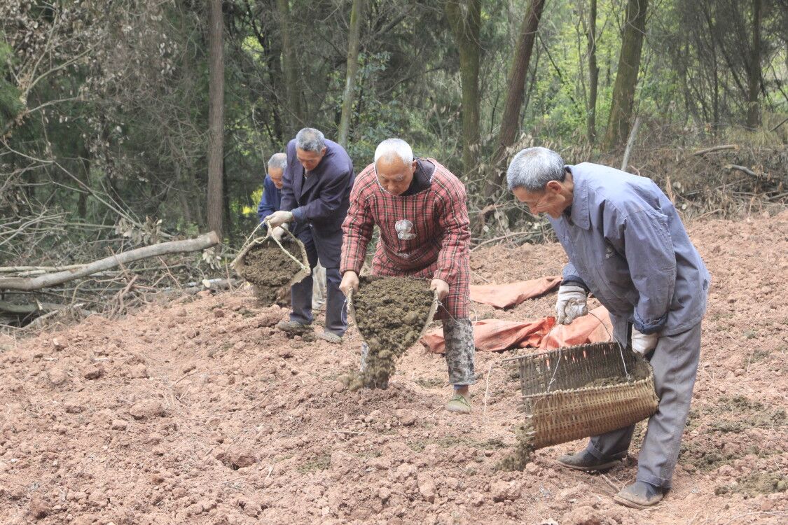 安岳下坝村:春耕忙 产业兴 村民富