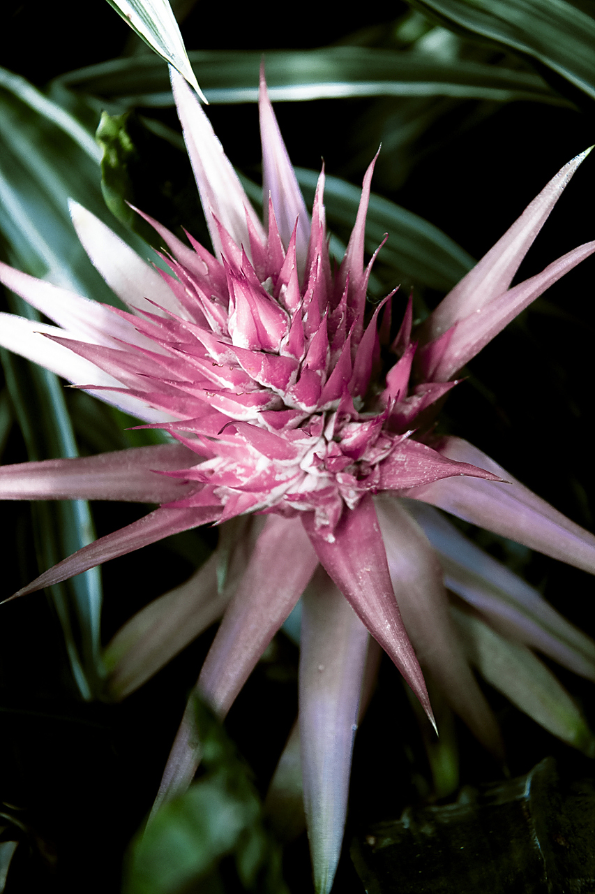 水塔花又叫鸿运当头# #水塔花# 水塔花是一种极具观赏性的植物,它的