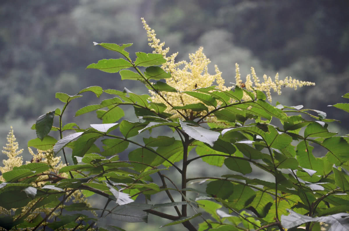 树上的一种"虫瘿",老农叫它五倍子,晒干卖15一斤