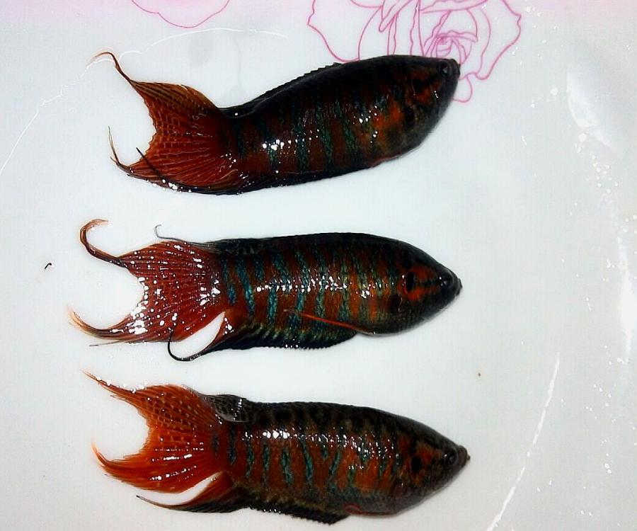 广西人叫它"草鞋底",长得好看却不能吃,如今30元一条成稀罕物