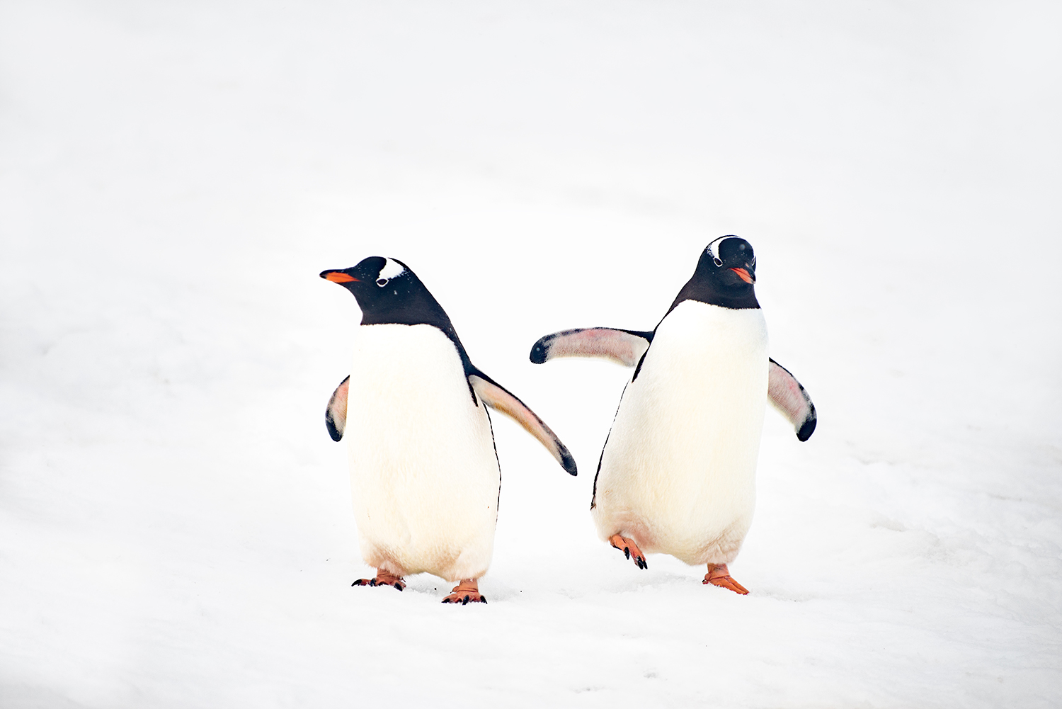 可爱企鹅专辑-游南极之动物篇