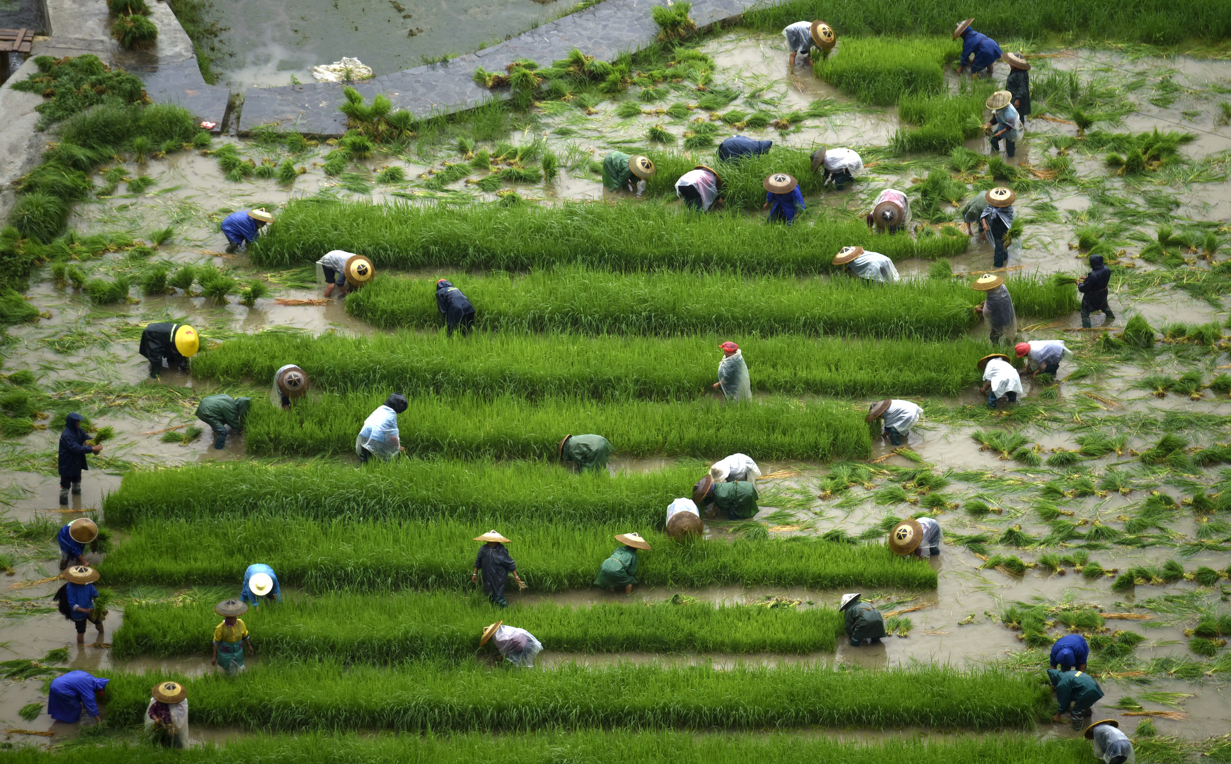 芒种近 农事忙(4)
