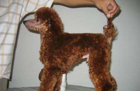 纯种泰迪和杂交的区别